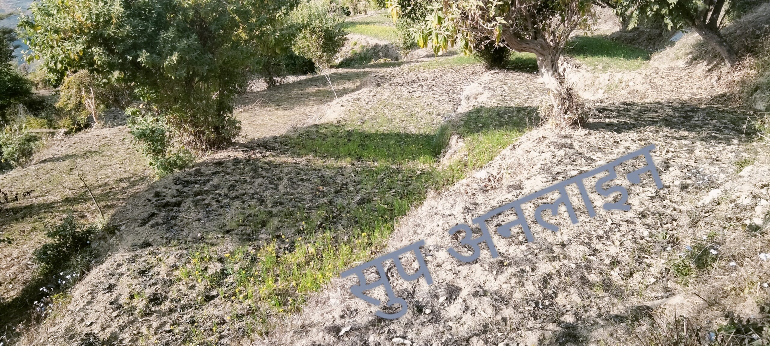 खडेरीकाे चपेटामा गहुँ बालीः किसानलाई पिरलाे