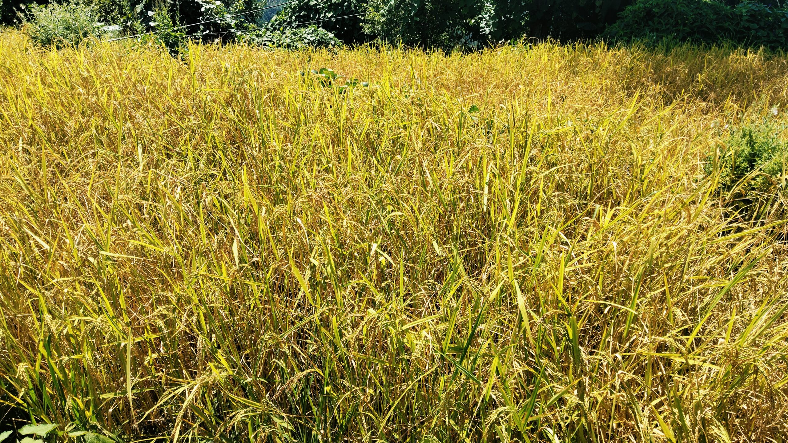 किसानको गुनासोः “धान फलाउँदा चारचोटि रुनुपर्छ”