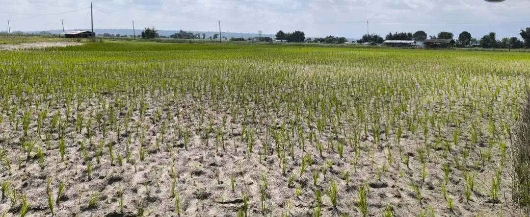 सुदूरपश्चिममा खडेरीको प्रभाव: धान सुक्न थाले, गर्मीले जनजीवन कष्टकर